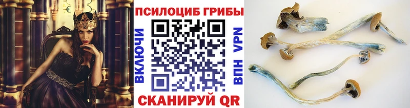 купить   Кукмор  Псилоцибиновые грибы GOLDEN TEACHER 